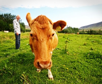 У Північній Ірландії фермерів закликають «думати безпечно»