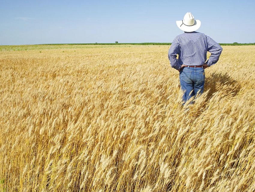 В Північній Ірландії фермерів закликають «думати безпечно»