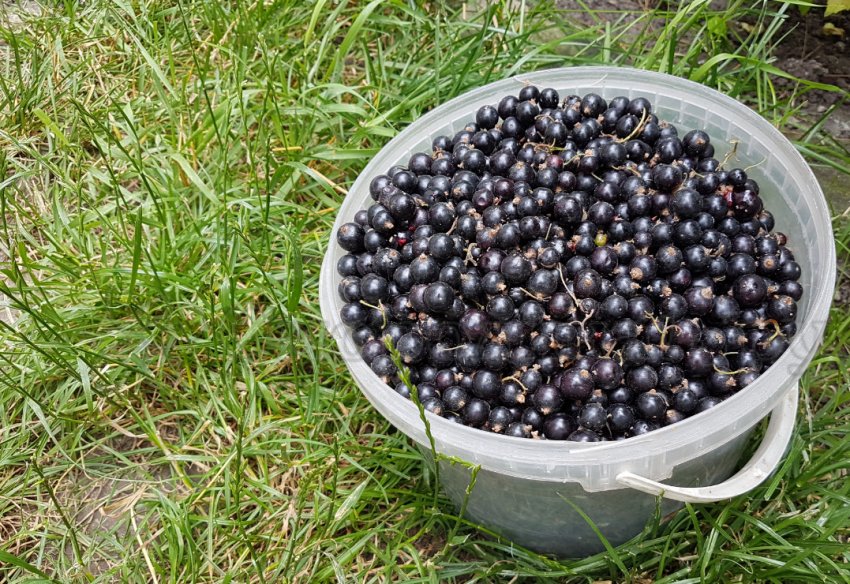 Збір врожаю смородини Збір врожаю смородини