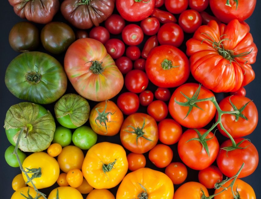 Українські томати почали дешевшати Українські томати почали дешевшати