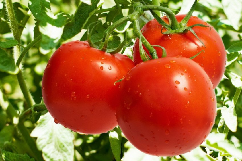 Українські томати почали дешевшати Українські томати почали дешевшати