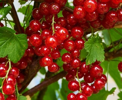 Смородина червона Йонкер Ван Тетс — основні характеристики сорту