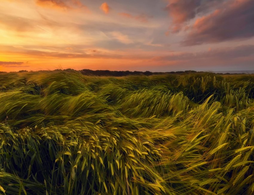 Ставропіллі постачає зерном Азербайджан