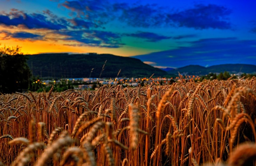 Ставропіллі постачає зерном Азербайджан