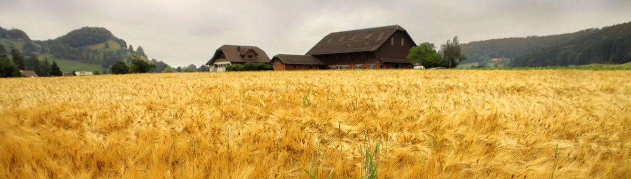 У Миколаївській області згоріло 33 га пшениці та сухостою