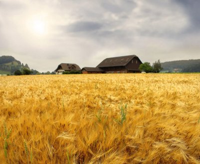 У Миколаївській області згоріло 33 га пшениці та сухостою