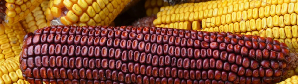 Чернігівське агропідприємство збільшило потужності зерносховищ до 400 тисяч тонн