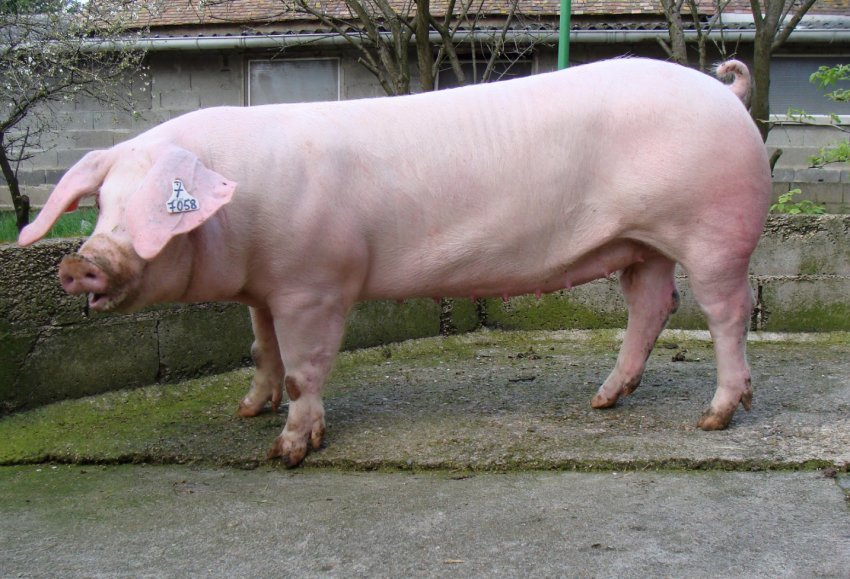 Чернігівське агропідприємство збільшило потужності зерносховищ до 400 тисяч тонн Чернігівське агропідприємство збільшило потужності зерносховищ до 400 тисяч тонн