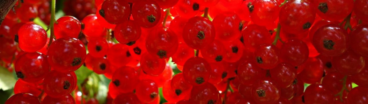 Смородина сорт рубин отзывы. . Смородина сорт рубин отзывы фото. Смородина сорт рубин отзывы-. картинка Смородина сорт рубин отзывы. картинка . Черная смородина Рубен – польский зимостойкий сорт, подходящий для выращивания в большинстве регионов России. Дает вкусные, сочные ягоды и ароматные листья, пригодные для засушивания. Отличается стабильной урожайностью и нетребовательностью к условиям выращивания.