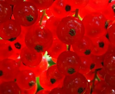 Червона смородина Алтайська рубінова: характеристики сорту і особливості вирощування