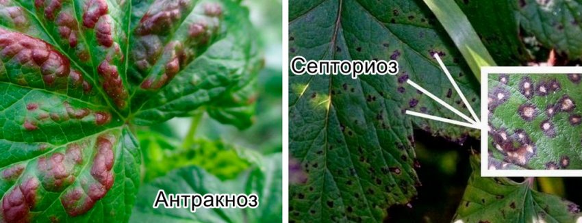 Смородина сорт рубин отзывы. 96030.ptr630.850. Смородина сорт рубин отзывы фото. Смородина сорт рубин отзывы-96030.ptr630.850. картинка Смородина сорт рубин отзывы. картинка 96030.ptr630.850. Черная смородина Рубен – польский зимостойкий сорт, подходящий для выращивания в большинстве регионов России. Дает вкусные, сочные ягоды и ароматные листья, пригодные для засушивания. Отличается стабильной урожайностью и нетребовательностью к условиям выращивания.