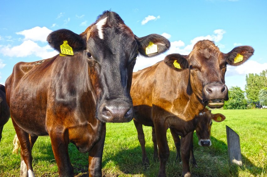 Амурський худобу захистили від сказу Амурський худобу захистили від сказу