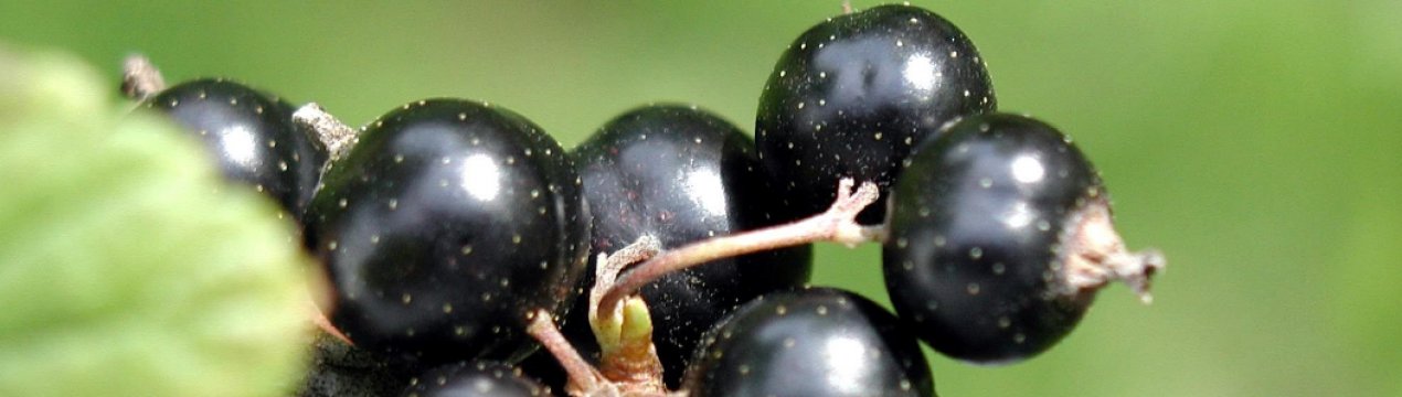 Смородина черная бен невис описание сорта. . Смородина черная бен невис описание сорта фото. Смородина черная бен невис описание сорта-. картинка Смородина черная бен невис описание сорта. картинка . Сорт с огромными блестяще-черными ягодами. Стойкий к вредителям, высокоурожайный, засухо- и зимоустойчивый, он без сомнений, станет вашим фаворитом. Его ягоды имеют десертный сладкий, запоминающийся вкус. Лучше всего использовать их в свежем виде, хотя варенья, джемы, желе и компоты из них получаются несравненные. Куст среднерослый, слабораскидистый. Ветви под тяжестью урожая могут пригибаться к земле и поэтому нуждаются в опорах. Сорт самоплодный. Устойчив к мучнистой росе и ржавчине. Срок созревания средний. Масса средней ягоды 3 г, крупной до 4,5 г. Урожайность до 5 кг с куста.