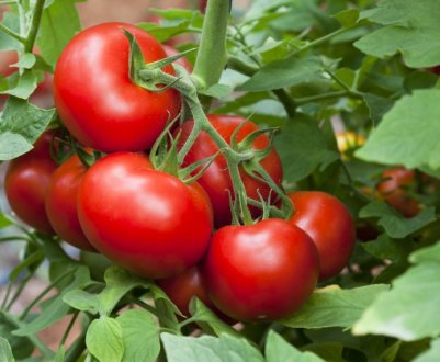 Помідори «Дубочок»: опис, агротехніка вирощування