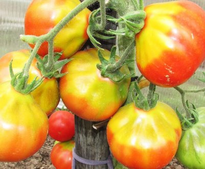 Жовті плями на помідорах: про які хвороби свідчать, що робити і як боротися