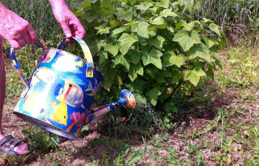 Підживлення куща смородини