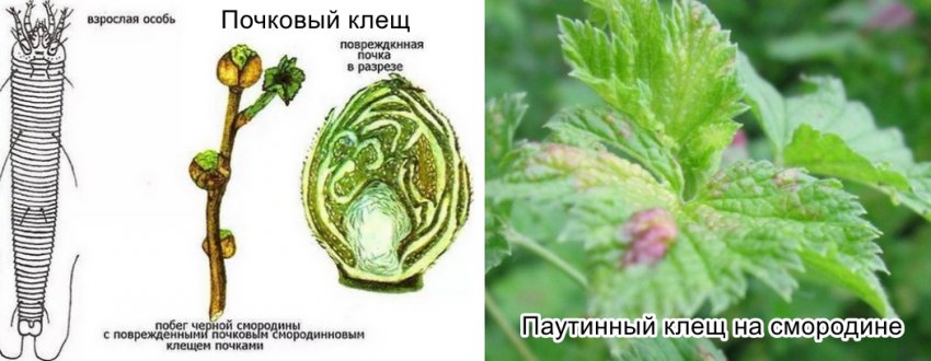 Смородина черная бен невис описание сорта. 96141.ptr9u0.850. Смородина черная бен невис описание сорта фото. Смородина черная бен невис описание сорта-96141.ptr9u0.850. картинка Смородина черная бен невис описание сорта. картинка 96141.ptr9u0.850. Сорт с огромными блестяще-черными ягодами. Стойкий к вредителям, высокоурожайный, засухо- и зимоустойчивый, он без сомнений, станет вашим фаворитом. Его ягоды имеют десертный сладкий, запоминающийся вкус. Лучше всего использовать их в свежем виде, хотя варенья, джемы, желе и компоты из них получаются несравненные. Куст среднерослый, слабораскидистый. Ветви под тяжестью урожая могут пригибаться к земле и поэтому нуждаются в опорах. Сорт самоплодный. Устойчив к мучнистой росе и ржавчине. Срок созревания средний. Масса средней ягоды 3 г, крупной до 4,5 г. Урожайность до 5 кг с куста.