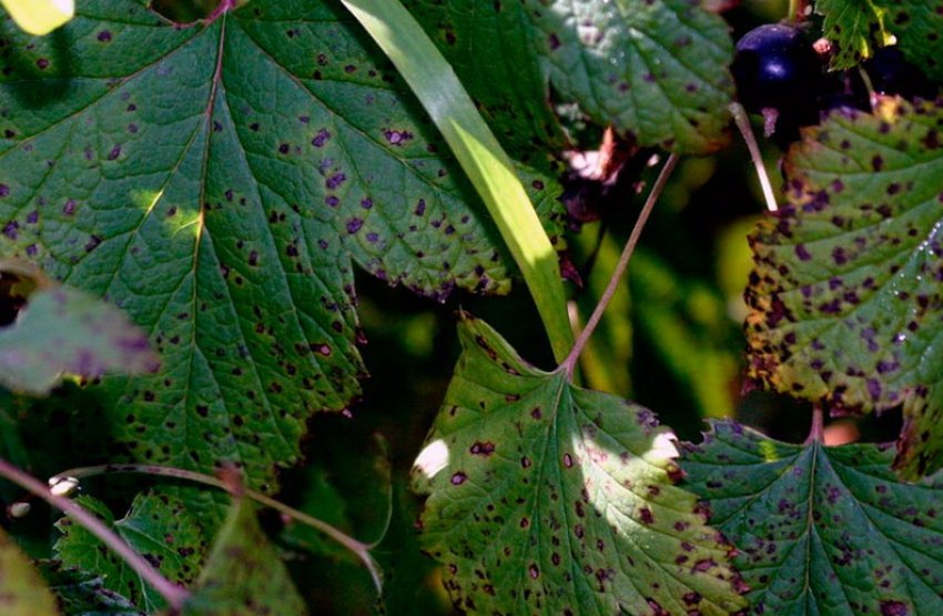 Септоріоз смородини