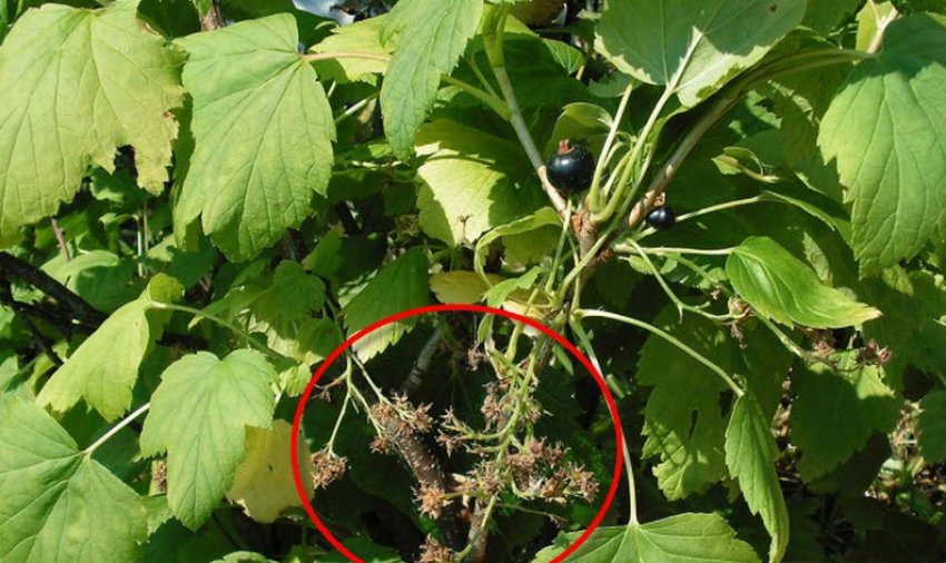 Махровість смородини