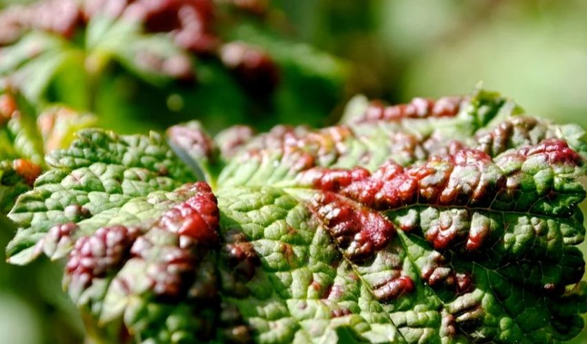 Галиця на смородині