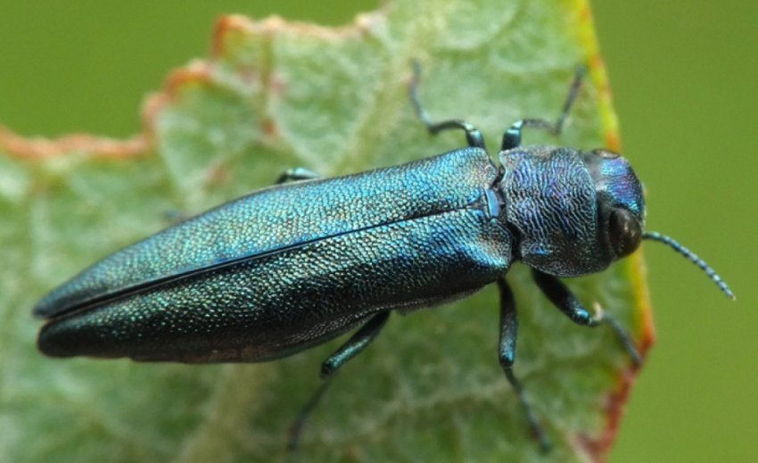 Смородинная златка