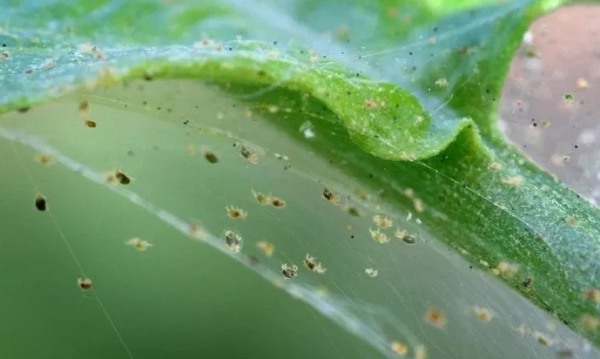 Павутинні кліщі на смородині