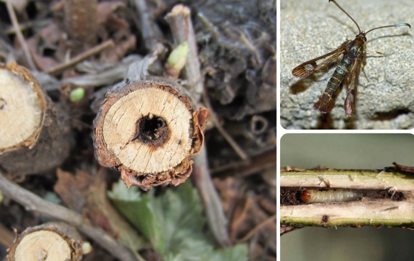 Смородинная стеклянница