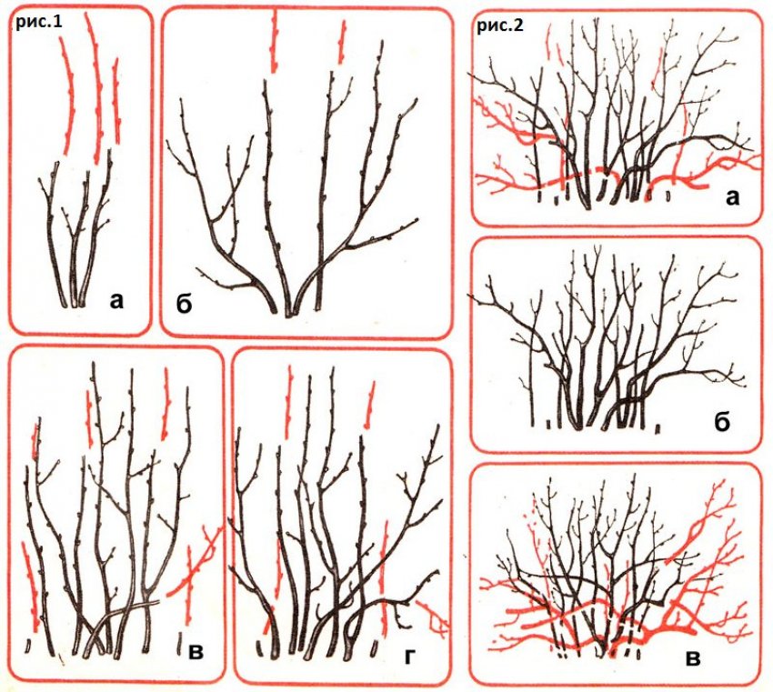 Обрізка смородини