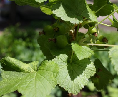 Боротьба з хворобами і шкідниками чорної смородини