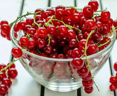 Червона смородина: користь і шкода для здоров'я