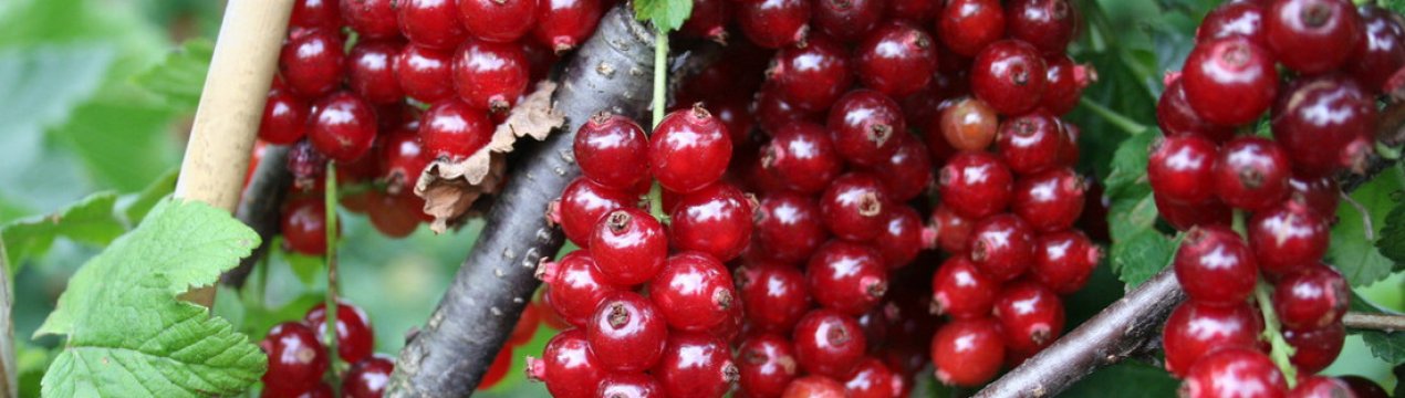 Смородина уральская красавица урожайность. . Смородина уральская красавица урожайность фото. Смородина уральская красавица урожайность-. картинка Смородина уральская красавица урожайность. картинка . Красная смородина Уральская красавица полюбилась садоводам и дачникам благодаря своим потрясающим вкусовым качествам, плодам большого размера, большому количеству стабильному урожаю. Данная разновидность культивируется чаще всего на территории стран с умеренным климатом, в которых легко переносят зимний сезон и прекрасно плодоносят в летний сезон. Сорт смородины Уральская красавица выращивается как в небольших количествах на дачных или загородных участках для собственного потребления, так и на огромных территориях для продажи.