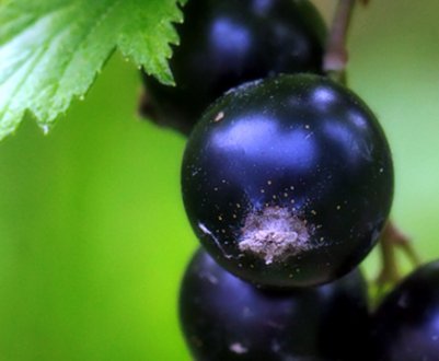 Смородина, стійка до хвороб і шкідників