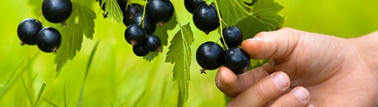 Черная смородина лентяйка отзывы. . Черная смородина лентяйка отзывы фото. Черная смородина лентяйка отзывы-. картинка Черная смородина лентяйка отзывы. картинка . Смородина Лентяй завораживает своей жемчужной россыпью. Ягоды очень крупные, черного глянцевого цвета. Их размер варьируется от 0,7 до 1,5 см.