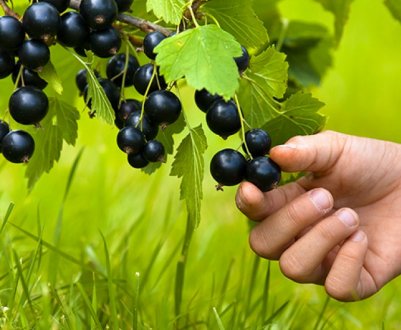 Сорт чорної смородини Ледар: характеристика, смакові якості