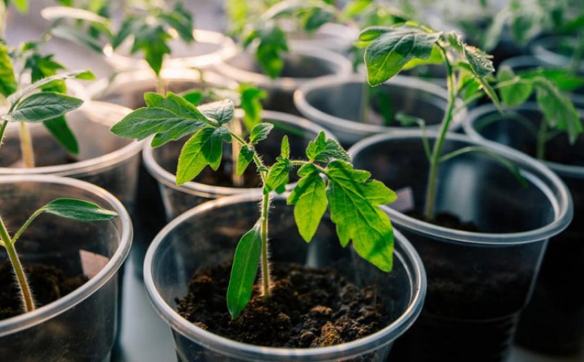 Розсада томатів Розсада томатів