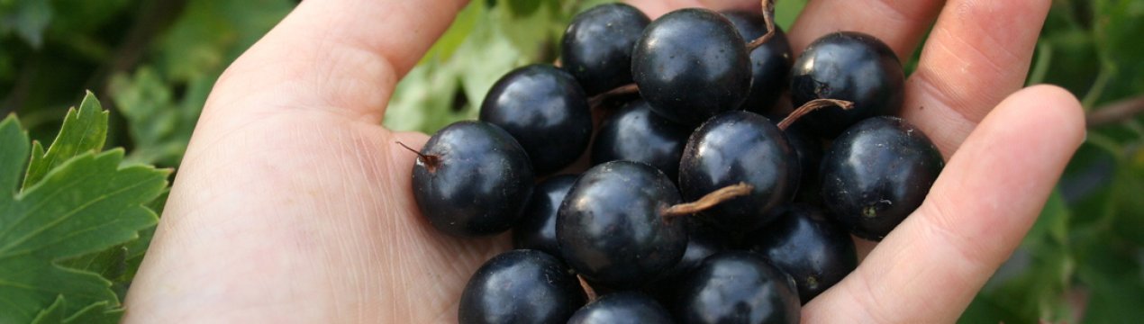 Черная смородина сорта глобус описание сорта отзывы. . Черная смородина сорта глобус описание сорта отзывы фото. Черная смородина сорта глобус описание сорта отзывы-. картинка Черная смородина сорта глобус описание сорта отзывы. картинка . КУПИТЬ САЖЕНЦЫ СМОРОДИНЫ МОЖНО ЧЕРЕЗ КОРЗИНУ ПОКУПОК,