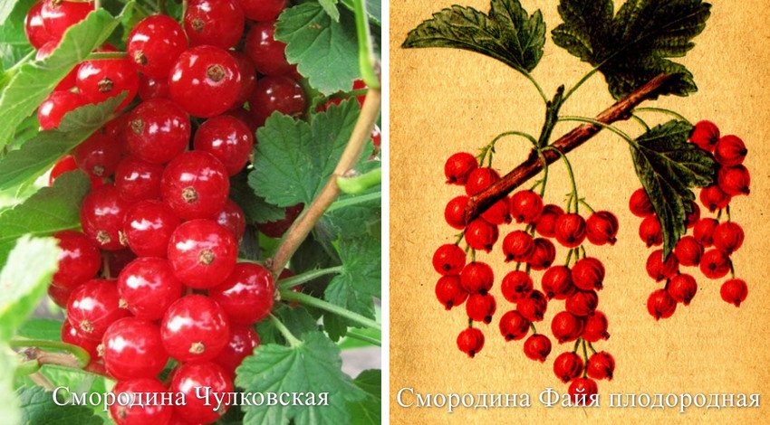 Смородина уральская красавица урожайность. 96379.ptriec.850. Смородина уральская красавица урожайность фото. Смородина уральская красавица урожайность-96379.ptriec.850. картинка Смородина уральская красавица урожайность. картинка 96379.ptriec.850. Красная смородина Уральская красавица полюбилась садоводам и дачникам благодаря своим потрясающим вкусовым качествам, плодам большого размера, большому количеству стабильному урожаю. Данная разновидность культивируется чаще всего на территории стран с умеренным климатом, в которых легко переносят зимний сезон и прекрасно плодоносят в летний сезон. Сорт смородины Уральская красавица выращивается как в небольших количествах на дачных или загородных участках для собственного потребления, так и на огромных территориях для продажи.