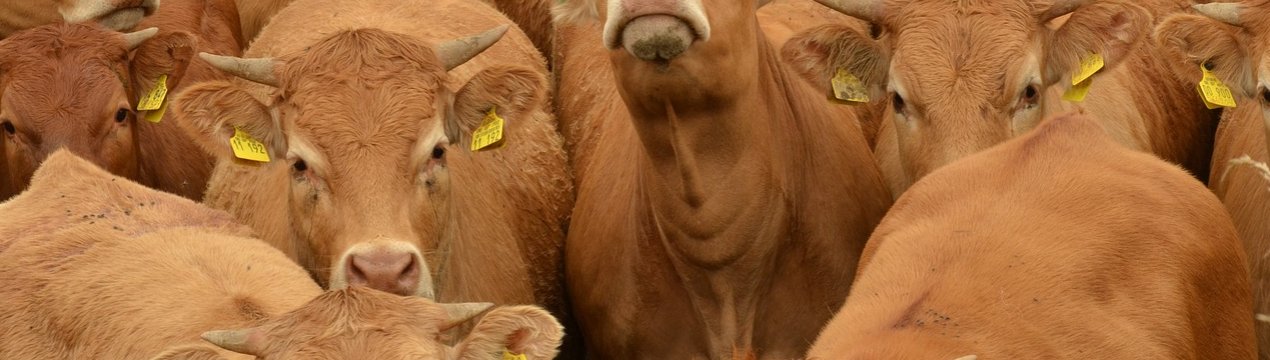 Російські фермери-«кухаря» приступили до заготівлі грубих і соковитих делікатесів для худоби