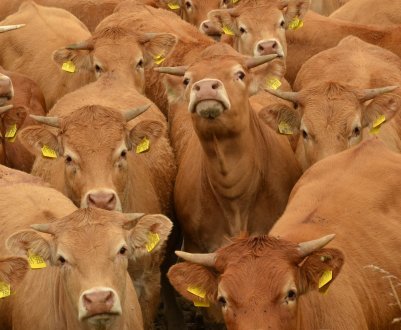 Російські фермери-«кухаря» приступили до заготівлі грубих і соковитих делікатесів для худоби