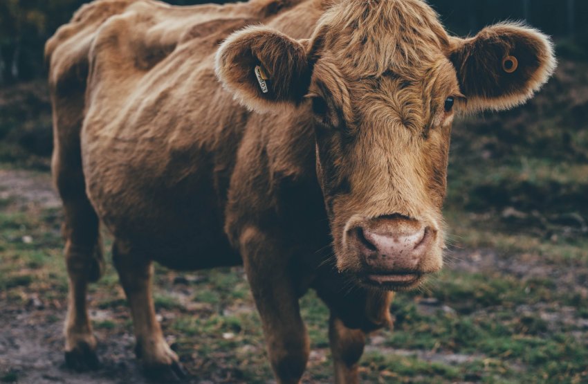 Російські фермери-«кухаря» приступили до заготівлі грубих і соковитих делікатесів для худоби Російські фермери-«кухаря» приступили до заготівлі грубих і соковитих делікатесів для худоби