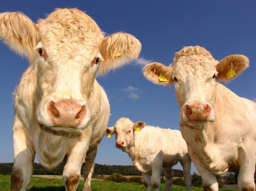 Російські фермери-«кухаря» приступили до заготівлі грубих і соковитих делікатесів для худоби Російські фермери-«кухаря» приступили до заготівлі грубих і соковитих делікатесів для худоби