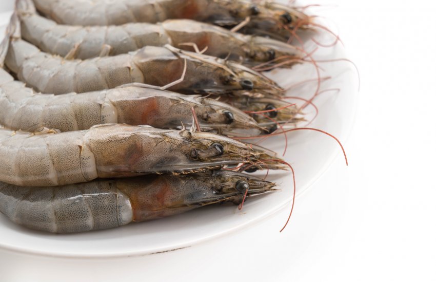 Кримський колгосп налагодив виробництво тайських креветок Кримський колгосп налагодив виробництво тайських креветок
