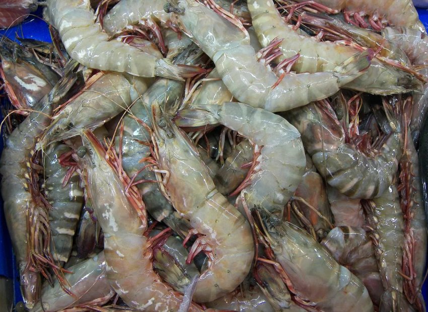 Кримський колгосп налагодив виробництво тайських креветок Кримський колгосп налагодив виробництво тайських креветок