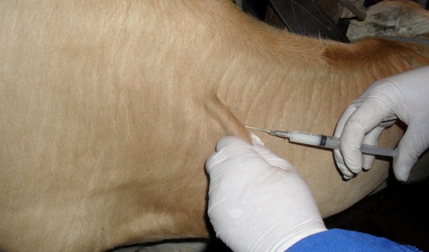 Вакцинация коровы