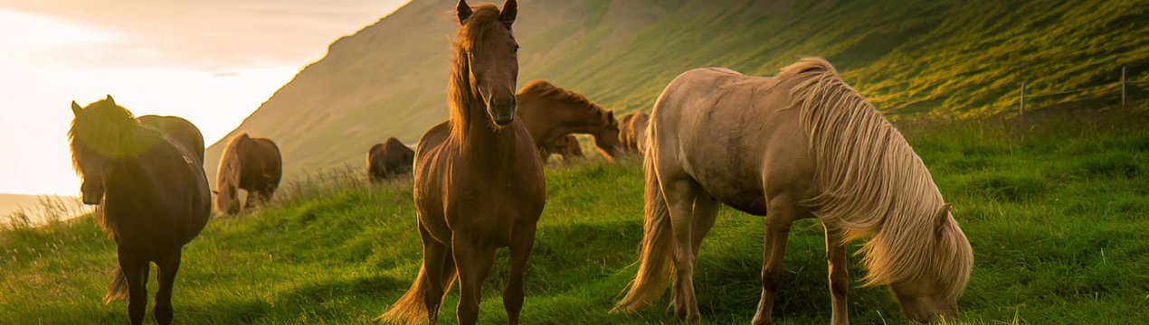 За рік в Чечні стало більше корів, коней та домашньої птиці