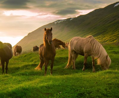 За рік в Чечні стало більше корів, коней та домашньої птиці