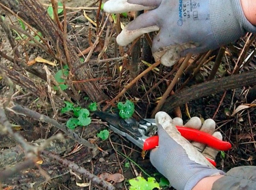 Смородина черная сорта престиж смородина. 96401.ptrk2c.850. Смородина черная сорта престиж смородина фото. Смородина черная сорта престиж смородина-96401.ptrk2c.850. картинка Смородина черная сорта престиж смородина. картинка 96401.ptrk2c.850. Забота о каждом клиенте!