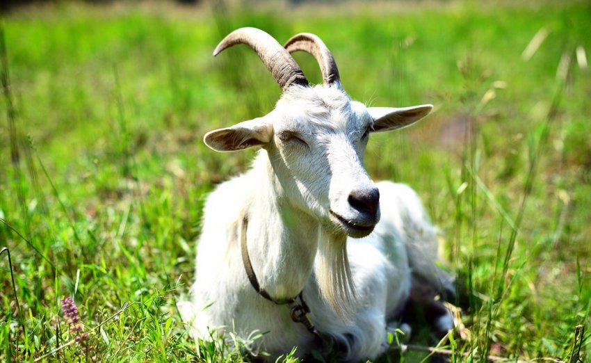 За рік в Чечні стало більше корів, коней та домашньої птиці За рік в Чечні стало більше корів, коней та домашньої птиці