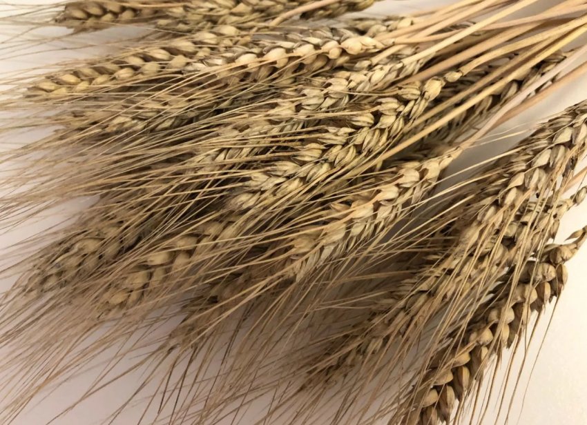 Росія не скупилася на зерно для китайців Росія не скупилася на зерно для китайців