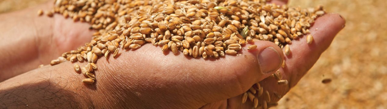 Росія не скупилася на зерно для китайців